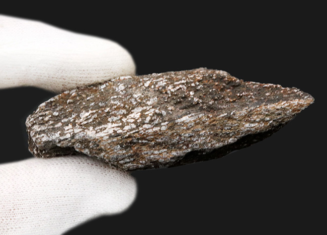 米国コロラド州のジュラ紀の地層より採集された恐竜の骨と思しき断片の化石(その5)