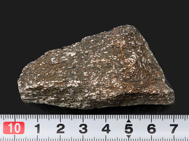 米国コロラド州のジュラ紀の地層より採集された恐竜の骨と思しき断片の化石(その6)