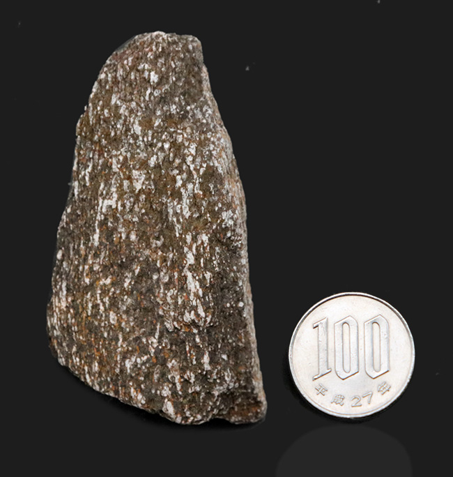 米国コロラド州のジュラ紀の地層より採集された恐竜の骨と思しき断片の化石(その7)