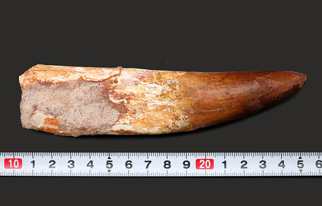 過去最大級の大きさ！ロングカーブ計測１６５ミリという驚愕のサイズを誇る巨大なスピノサウルス（Spinosaurus）の歯化石（その11）