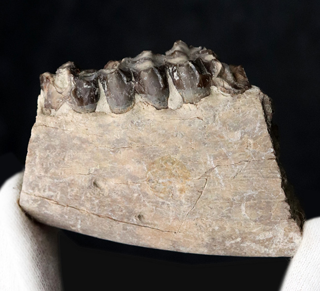 新生代の一時期、北米に大繁栄した太古の絶滅哺乳類、メリコイドドン（Merycoidodon）の顎付きの歯化石（その1）