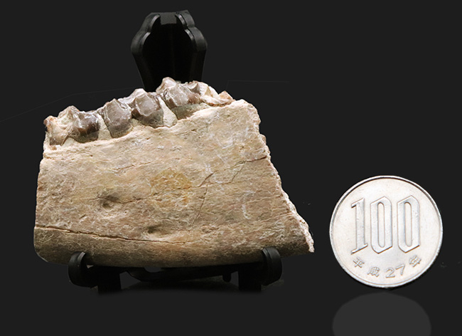 新生代の一時期、北米に大繁栄した太古の絶滅哺乳類、メリコイドドン（Merycoidodon）の顎付きの歯化石（その10）
