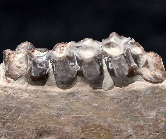 新生代の一時期、北米に大繁栄した太古の絶滅哺乳類、メリコイドドン（Merycoidodon）の顎付きの歯化石（その2）
