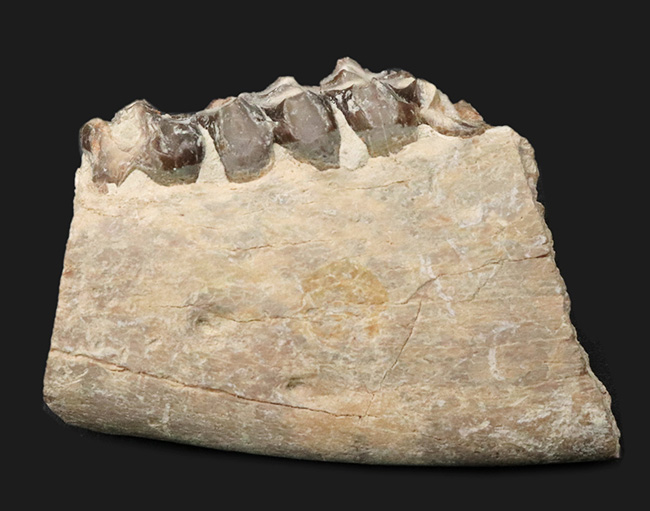 新生代の一時期、北米に大繁栄した太古の絶滅哺乳類、メリコイドドン（Merycoidodon）の顎付きの歯化石（その3）