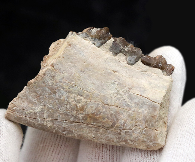 新生代の一時期、北米に大繁栄した太古の絶滅哺乳類、メリコイドドン（Merycoidodon）の顎付きの歯化石（その4）