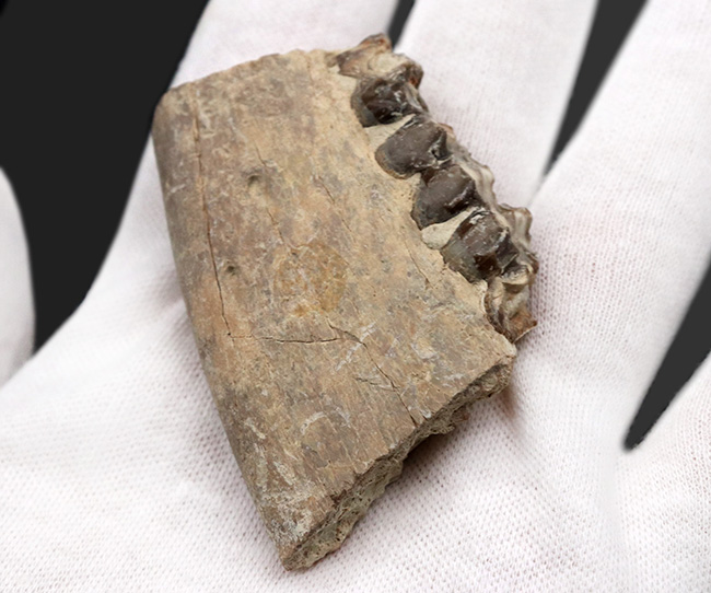 新生代の一時期、北米に大繁栄した太古の絶滅哺乳類、メリコイドドン（Merycoidodon）の顎付きの歯化石（その5）