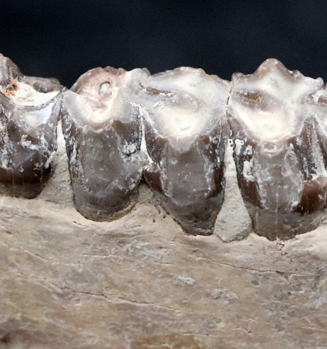 新生代の一時期、北米に大繁栄した太古の絶滅哺乳類、メリコイドドン（Merycoidodon）の顎付きの歯化石（その6）