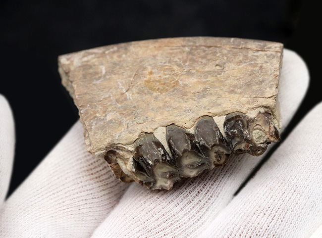 新生代の一時期、北米に大繁栄した太古の絶滅哺乳類、メリコイドドン（Merycoidodon）の顎付きの歯化石（その7）