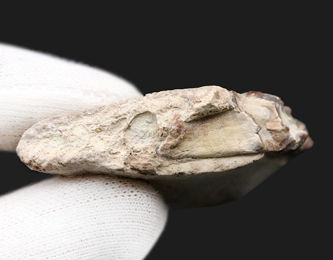 新生代の一時期、北米に大繁栄した太古の絶滅哺乳類、メリコイドドン（Merycoidodon）の顎付きの歯化石（その8）