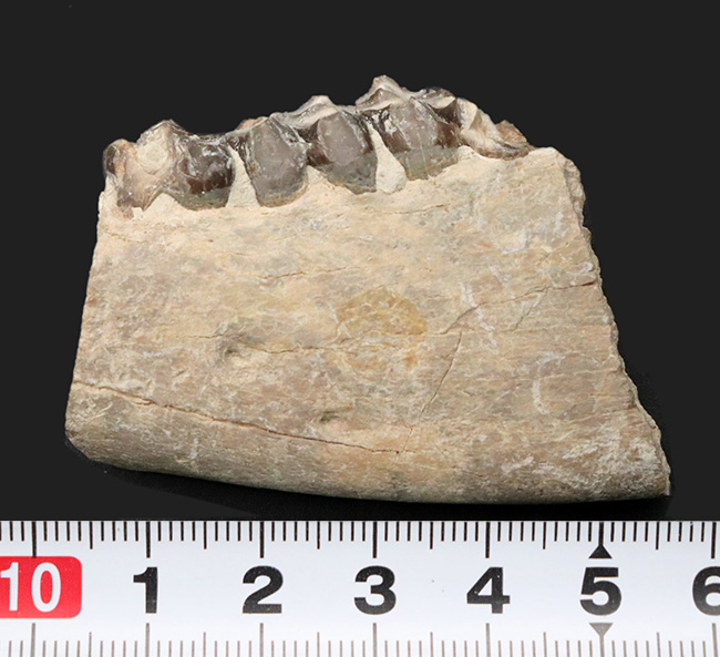 新生代の一時期、北米に大繁栄した太古の絶滅哺乳類、メリコイドドン（Merycoidodon）の顎付きの歯化石（その9）