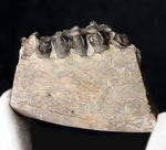 新生代の一時期、北米に大繁栄した太古の絶滅哺乳類、メリコイドドン（Merycoidodon）の顎付きの歯化石