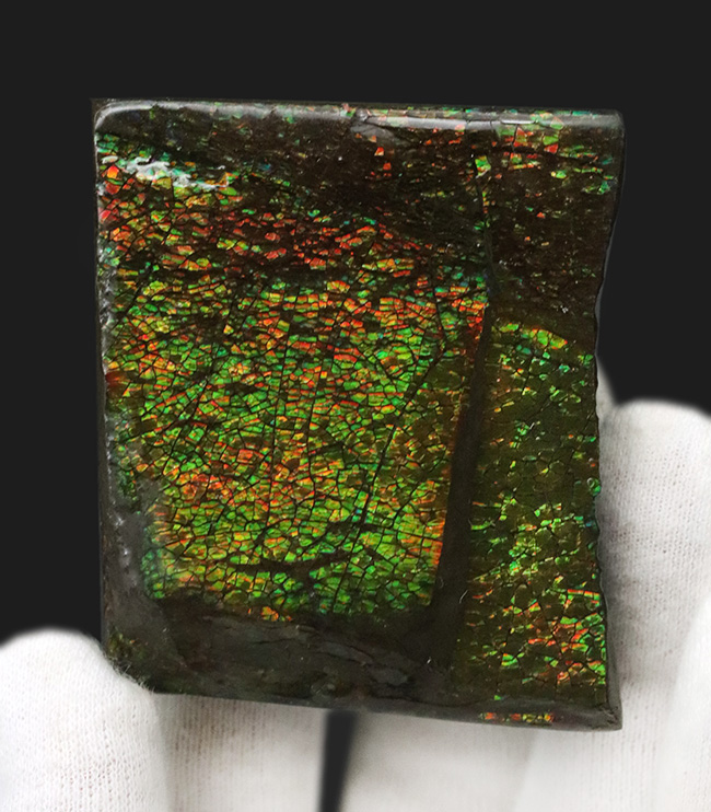 グリーンとオレンジからなるドラゴンスキンをお楽しみあれ！カナダ・アルバータ州の自然が産んだアンモライト（Ammolite）のピース（その1）