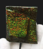 グリーンとオレンジからなるドラゴンスキンをお楽しみあれ！カナダ・アルバータ州の自然が産んだアンモライト（Ammolite）のピース