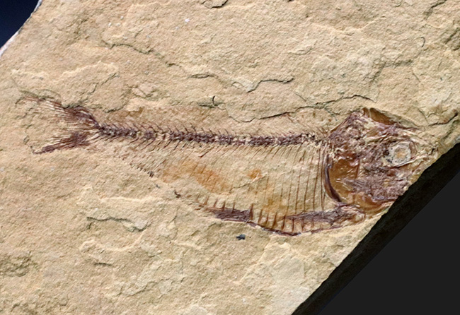 全形が保存、米国ワイオミング州グリーン・リバー層で発見、採集された絶滅古代魚、ゴシウテクティス（Gosiutichthys）（その1）
