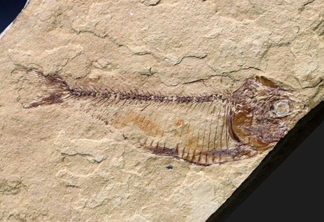 全形が保存、米国ワイオミング州グリーン・リバー層で発見、採集された絶滅古代魚、ゴシウテクティス(Gosiutichthys)(その1)