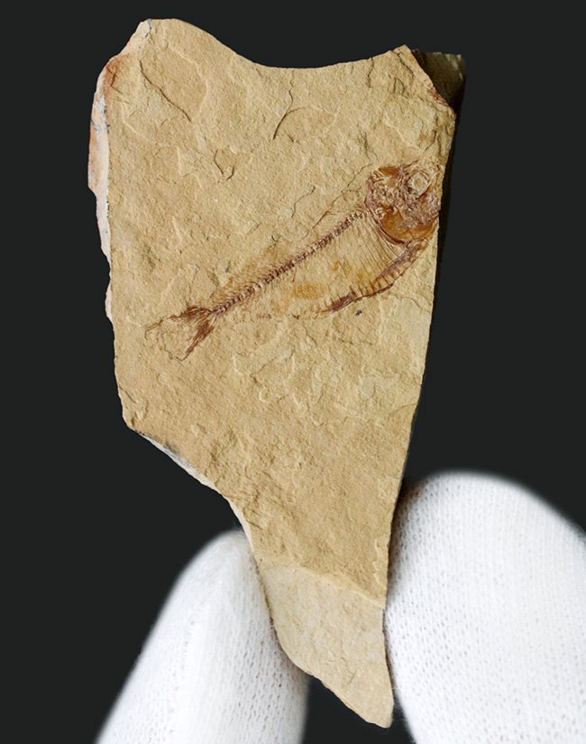 全形が保存、米国ワイオミング州グリーン・リバー層で発見、採集された絶滅古代魚、ゴシウテクティス(Gosiutichthys)(その2)
