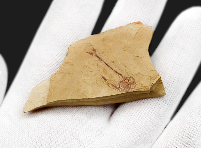 全形が保存、米国ワイオミング州グリーン・リバー層で発見、採集された絶滅古代魚、ゴシウテクティス(Gosiutichthys)(その3)