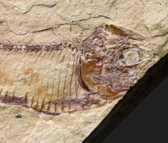 全形が保存、米国ワイオミング州グリーン・リバー層で発見、採集された絶滅古代魚、ゴシウテクティス（Gosiutichthys）（その4）