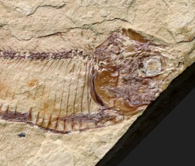 全形が保存、米国ワイオミング州グリーン・リバー層で発見、採集された絶滅古代魚、ゴシウテクティス(Gosiutichthys)(その4)