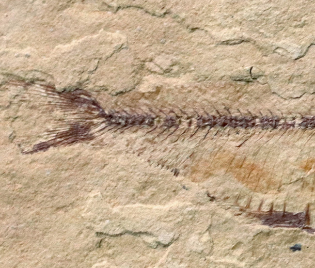 全形が保存、米国ワイオミング州グリーン・リバー層で発見、採集された絶滅古代魚、ゴシウテクティス（Gosiutichthys）（その5）