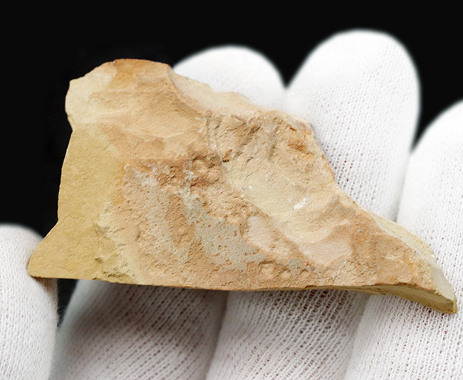全形が保存、米国ワイオミング州グリーン・リバー層で発見、採集された絶滅古代魚、ゴシウテクティス(Gosiutichthys)(その6)