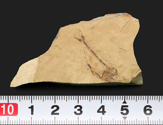 全形が保存、米国ワイオミング州グリーン・リバー層で発見、採集された絶滅古代魚、ゴシウテクティス(Gosiutichthys)(その8)