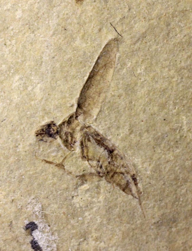 新生代第三紀（およそ２６０万年前から現世までの期間）のハチと思しき昆虫の化石（その1）