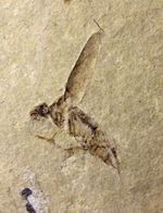 新生代第三紀（およそ２６０万年前から現世までの期間）のハチと思しき昆虫の化石