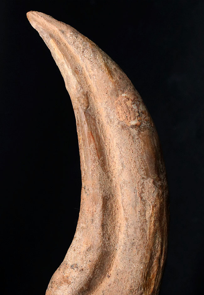 3ピースで23センチ！ザ・コレクティブアイテム！およそ1億年前の北