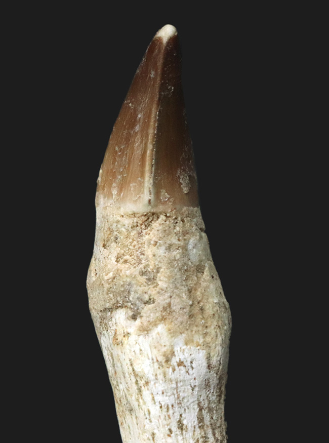 歯根が非常に長いタイプ!白亜紀後期の海の頂点捕食者、モササウルス(Mosasaurus)の歯根付きの歯化石(その3)