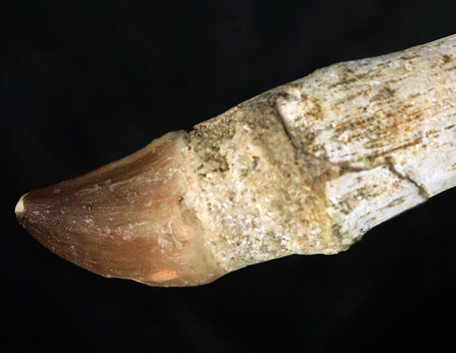 歯根が非常に長いタイプ！白亜紀後期の海の頂点捕食者、モササウルス（Mosasaurus）の歯根付きの歯化石（その5）