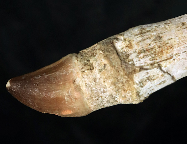 歯根が非常に長いタイプ!白亜紀後期の海の頂点捕食者、モササウルス(Mosasaurus)の歯根付きの歯化石(その5)