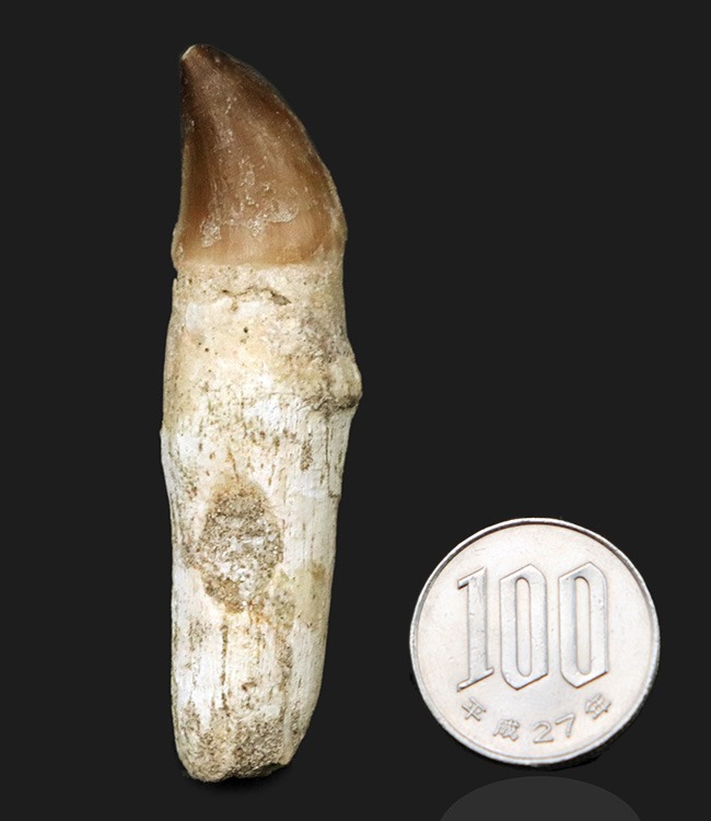 歯根が非常に長いタイプ！白亜紀後期の海の頂点捕食者、モササウルス（Mosasaurus）の歯根付きの歯化石（その7）