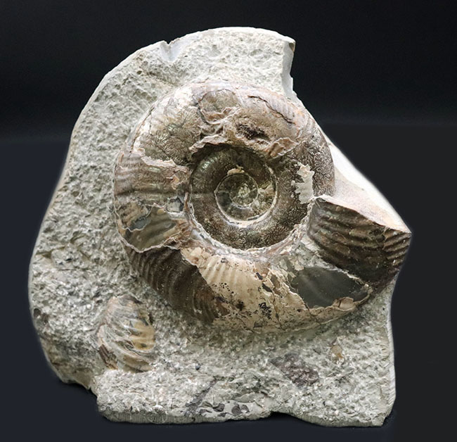 母岩との一体感が素晴らしい！北海道産の白亜紀後期のアンモナイト、メゾプゾシア・インドパシフィカ（Mesopuzosia indopacifica）の化石（その1）