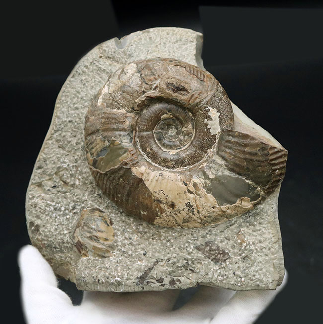母岩との一体感が素晴らしい！北海道産の白亜紀後期のアンモナイト、メゾプゾシア・インドパシフィカ（Mesopuzosia indopacifica）の化石（その10）