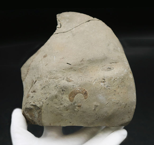 アンモナイト メゾプゾシア・パシフィカ　1496