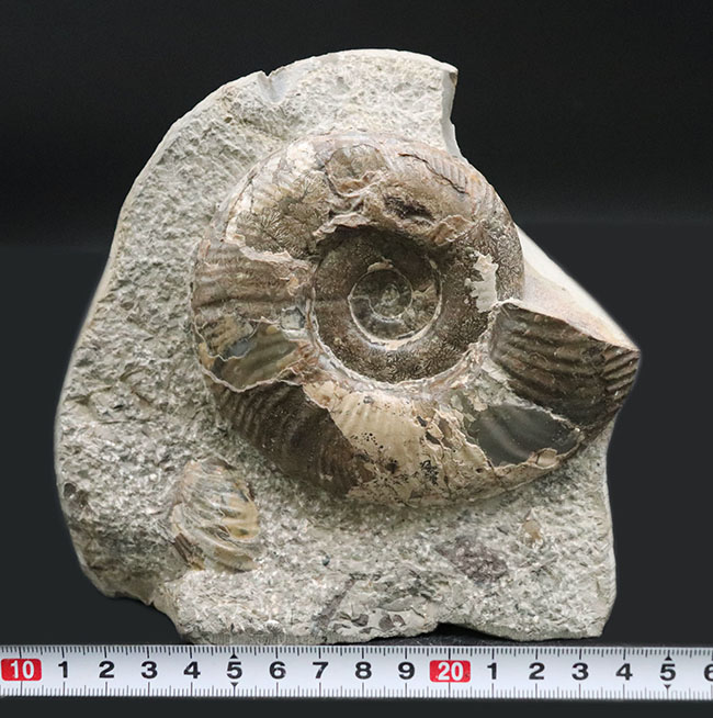 母岩との一体感が素晴らしい！北海道産の白亜紀後期のアンモナイト、メゾプゾシア・インドパシフィカ（Mesopuzosia indopacifica）の化石（その13）