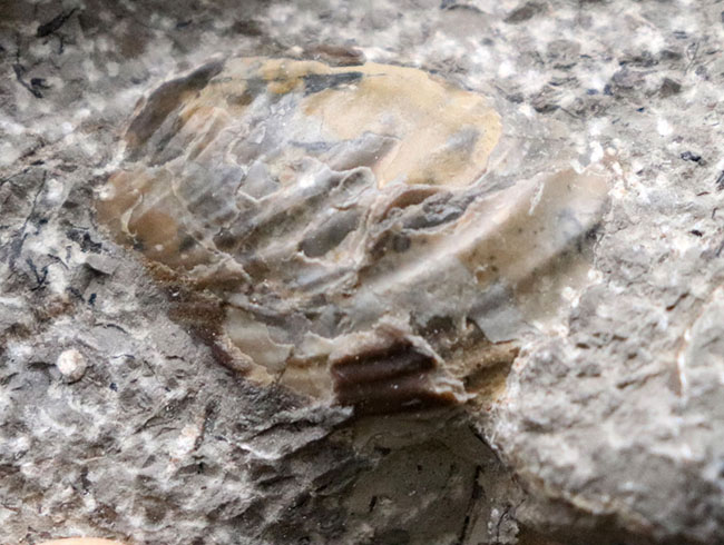 母岩との一体感が素晴らしい！北海道産の白亜紀後期のアンモナイト