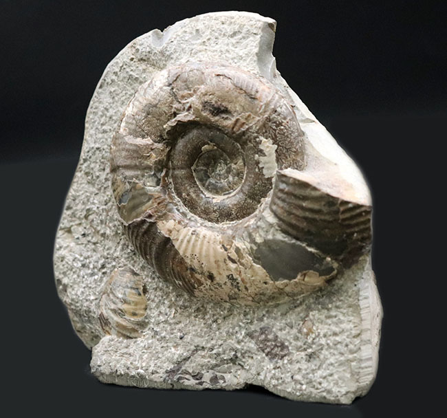 母岩との一体感が素晴らしい！北海道産の白亜紀後期のアンモナイト、メゾプゾシア・インドパシフィカ（Mesopuzosia indopacifica）の化石（その4）