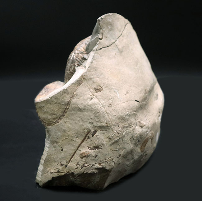 母岩との一体感が素晴らしい！北海道産の白亜紀後期のアンモナイト、メゾプゾシア・インドパシフィカ（Mesopuzosia indopacifica）の化石（その5）