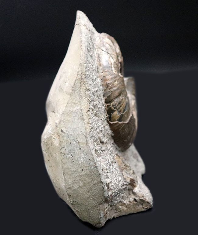母岩との一体感が素晴らしい！北海道産の白亜紀後期のアンモナイト、メゾプゾシア・インドパシフィカ（Mesopuzosia indopacifica）の化石（その6）