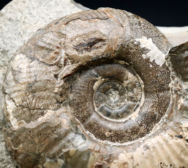 母岩との一体感が素晴らしい！北海道産の白亜紀後期のアンモナイト、メゾプゾシア・インドパシフィカ（Mesopuzosia indopacifica）の化石（その7）