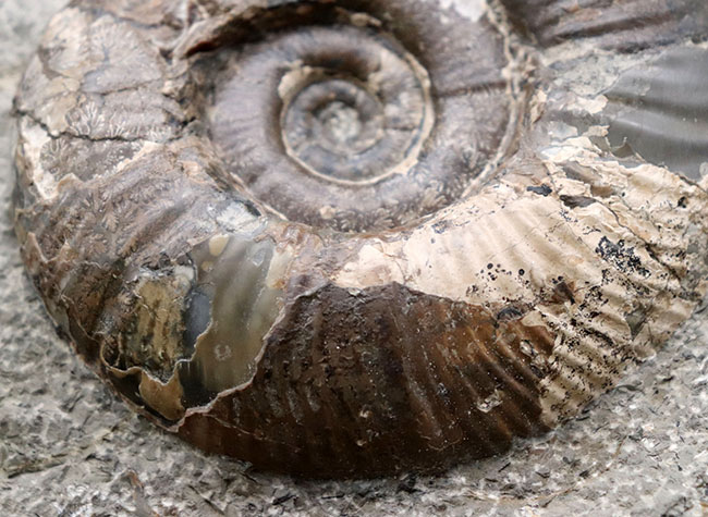 母岩との一体感が素晴らしい！北海道産の白亜紀後期のアンモナイト、メゾプゾシア・インドパシフィカ（Mesopuzosia indopacifica）の化石（その8）