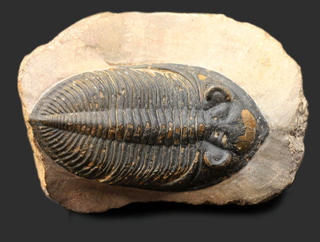 典型的で良形！デボン紀の大型の三葉虫、オドントチレ（Odontochile hausmanni）の化石。立派なサイズ、状態の良い複眼、左右に伸びるgenal spineなど、特徴がよく現れた良質化石（その1）