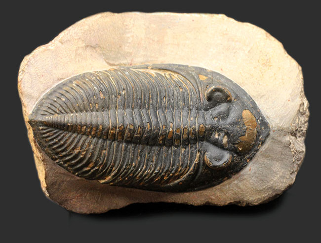 典型的で良形!デボン紀の大型の三葉虫、オドントチレ(Odontochile hausmanni)の化石。立派なサイズ、状態の良い複眼、左右に伸びるgenal spineなど、特徴がよく現れた良質化石(その1)