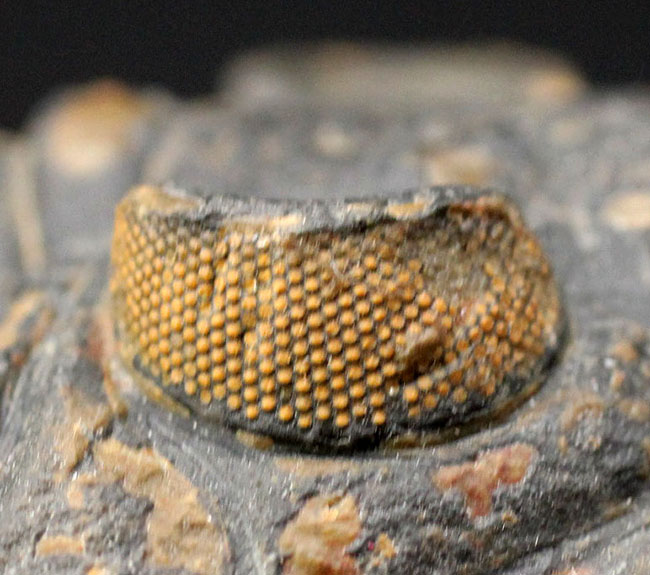 典型的で良形!デボン紀の大型の三葉虫、オドントチレ(Odontochile hausmanni)の化石。立派なサイズ、状態の良い複眼、左右に伸びるgenal spineなど、特徴がよく現れた良質化石(その10)