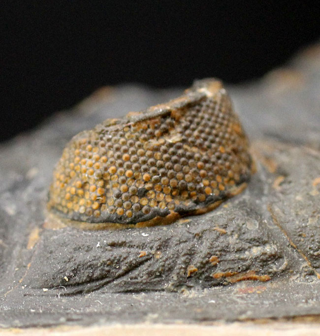 典型的で良形!デボン紀の大型の三葉虫、オドントチレ(Odontochile hausmanni)の化石。立派なサイズ、状態の良い複眼、左右に伸びるgenal spineなど、特徴がよく現れた良質化石(その11)