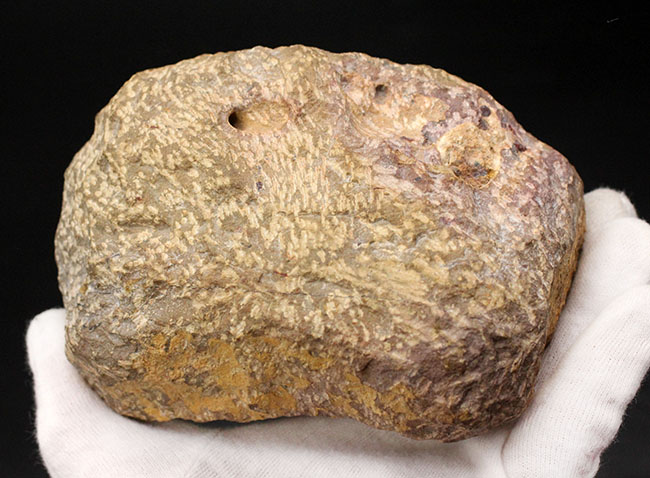 典型的で良形！デボン紀の大型の三葉虫、オドントチレ（Odontochile hausmanni）の化石。立派なサイズ、状態の良い複眼、左右に伸びるgenal spineなど、特徴がよく現れた良質化石（その12）