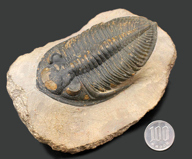 典型的で良形!デボン紀の大型の三葉虫、オドントチレ(Odontochile hausmanni)の化石。立派なサイズ、状態の良い複眼、左右に伸びるgenal spineなど、特徴がよく現れた良質化石(その13)
