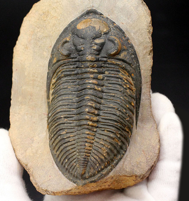 典型的で良形!デボン紀の大型の三葉虫、オドントチレ(Odontochile hausmanni)の化石。立派なサイズ、状態の良い複眼、左右に伸びるgenal spineなど、特徴がよく現れた良質化石(その2)